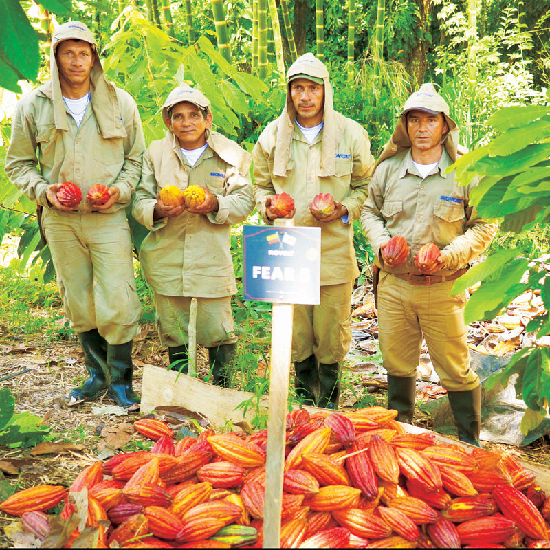 cocoa farmers holding cocoa fruit in front of other harvested cocoa fruit