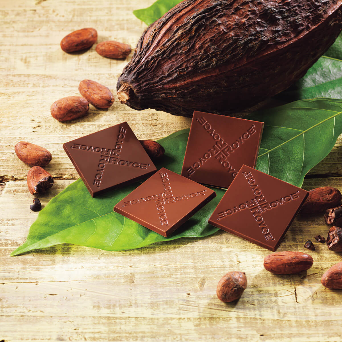 ROYCE' Chocolate - Image shows brown chocolate squares etched with the words ROYCE'. Accents include leaves, loose cacao beans, and a cacao pod.